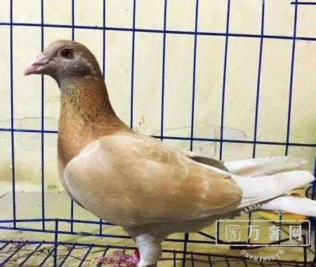 �ƽ���Ÿ�ķ�ֳ�취